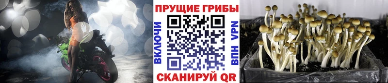 Псилоцибиновые грибы Cubensis  мориарти как зайти  Куртамыш 
